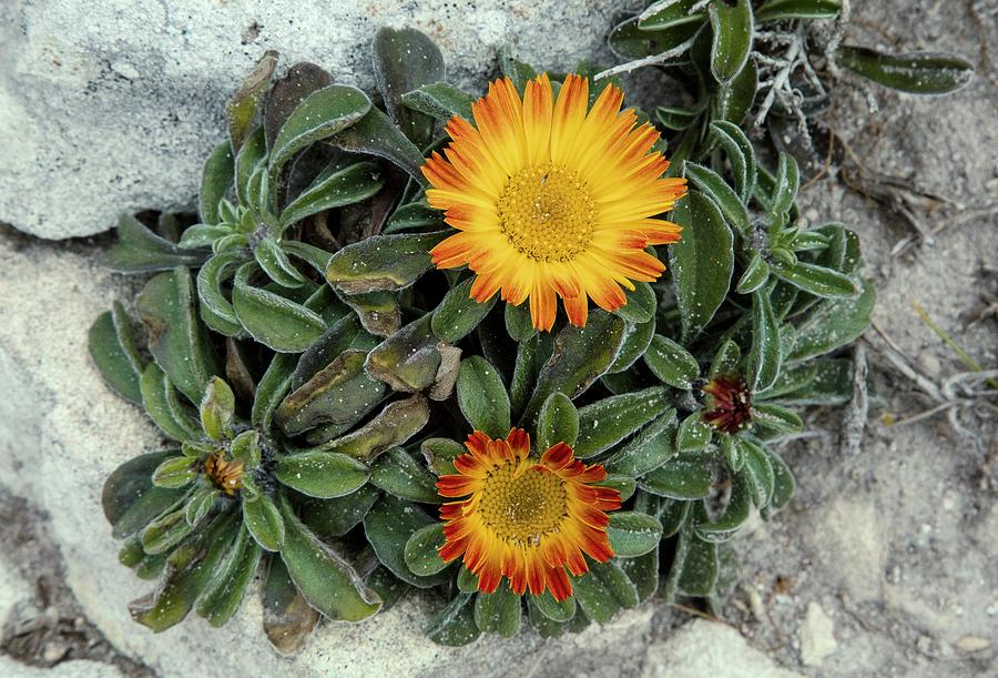 Gold Coin Plant (pallenis Maritima) In Flower Photograph by Bob Gibbons ...