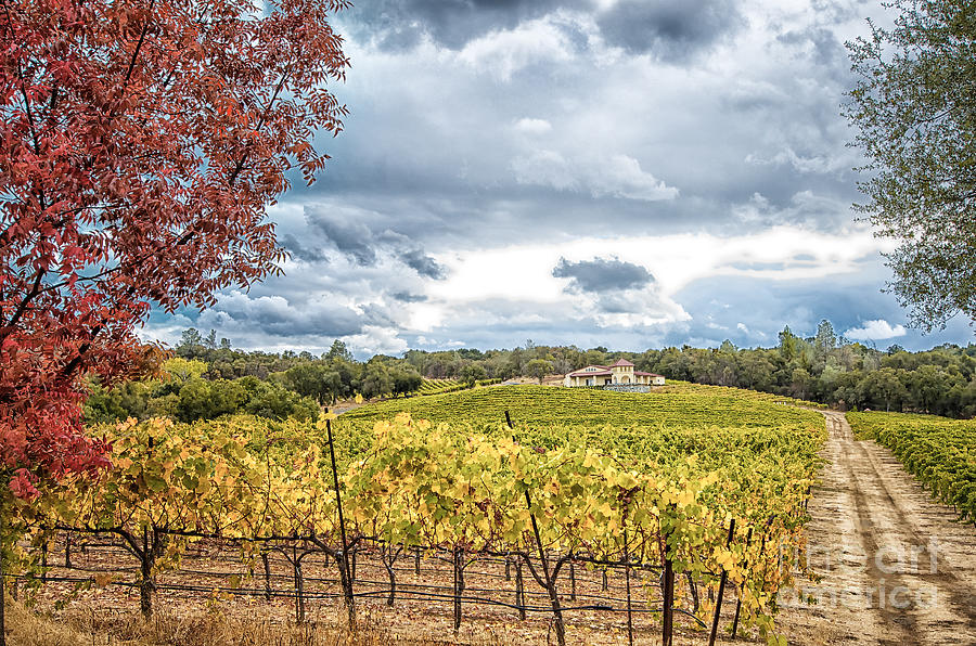 Gold Country Wines Photograph by Douglas Parks - Fine Art America