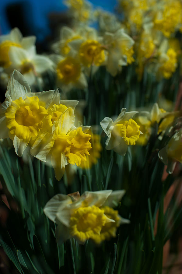 Gold Daffodil Photograph by Catherine Lau