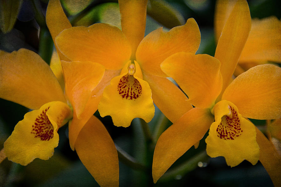 Gold Digger Orchid Photograph by Jemmy Archer