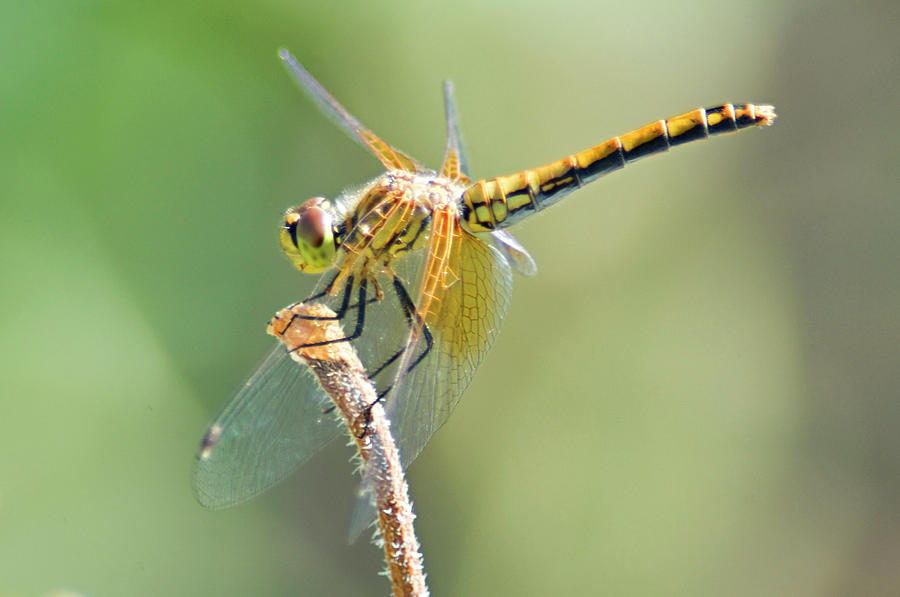 Gold Dragonfly Photograph by Jeff Beck - Fine Art America