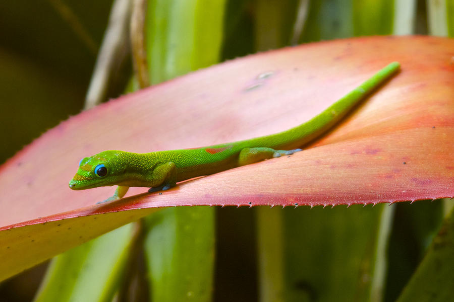 Gold Dust Day Gecko #2 Photograph by Venetia Featherstone-Witty