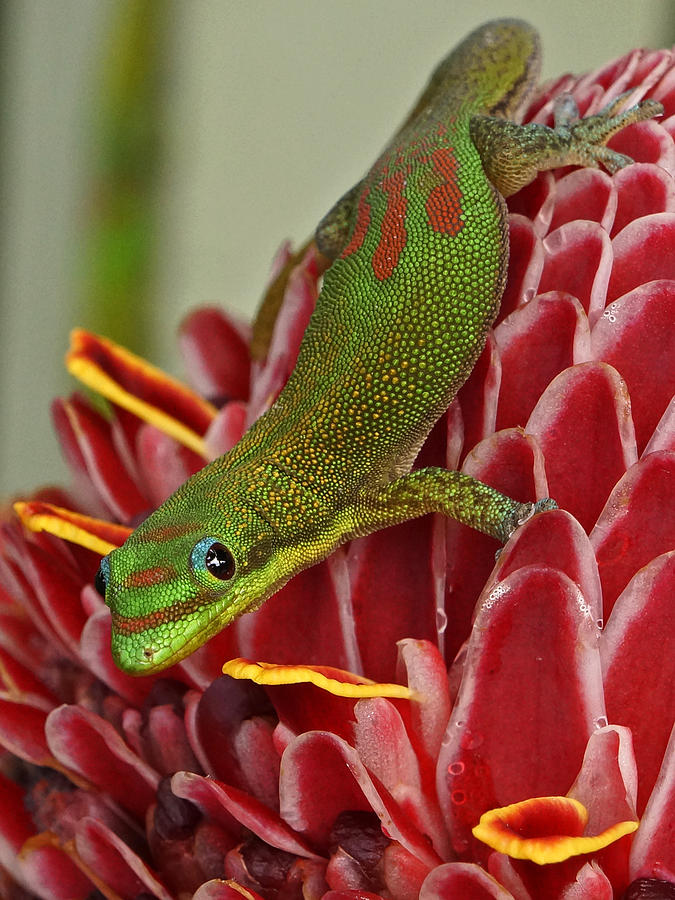 Gold dust day gecko Photograph by Inge Riis McDonald