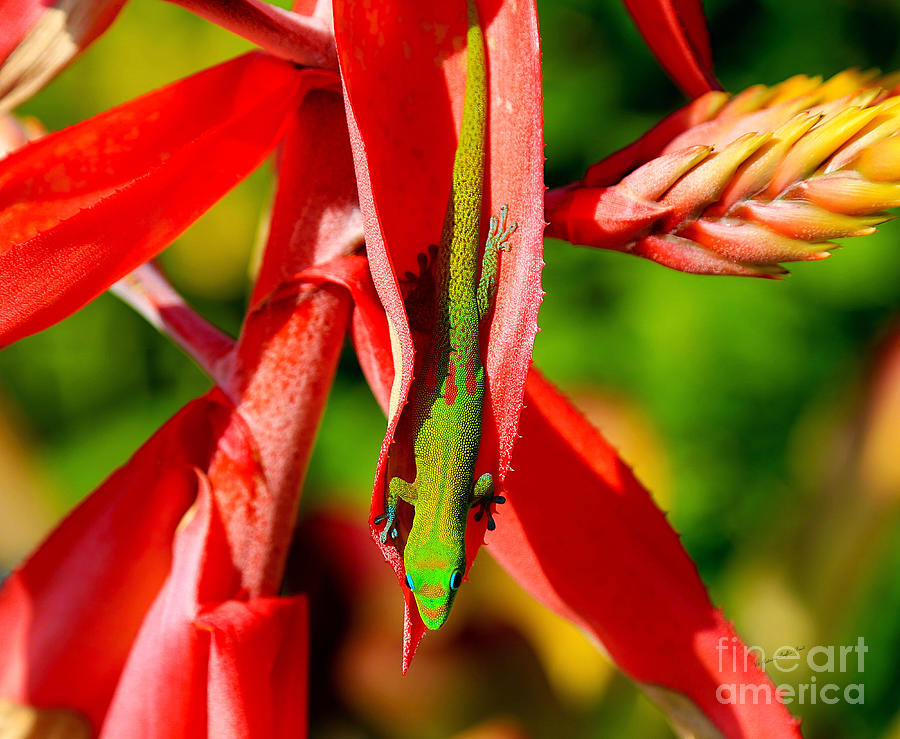 Gold Dust Day Gecko Photograph by Patricia Griffin Brett