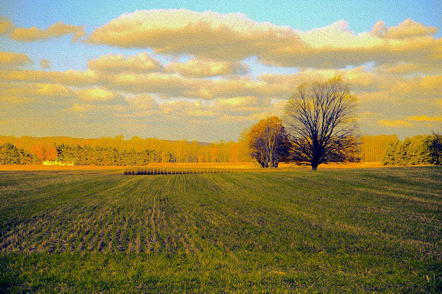 Gold Field  Photograph by Mary Underwood
