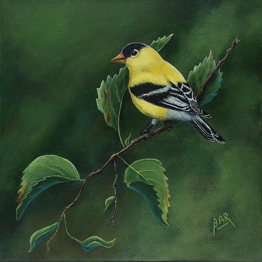 Bird Painting - Gold Finch by Barbara Robertson