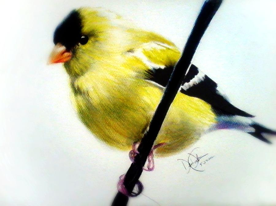 Gold Finch Drawing by Desire Doecette