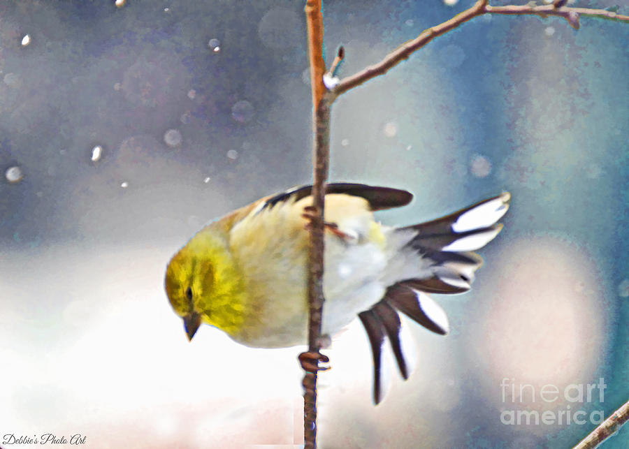 Gold Finch in snow - Digital Paint Photograph by Debbie Portwood