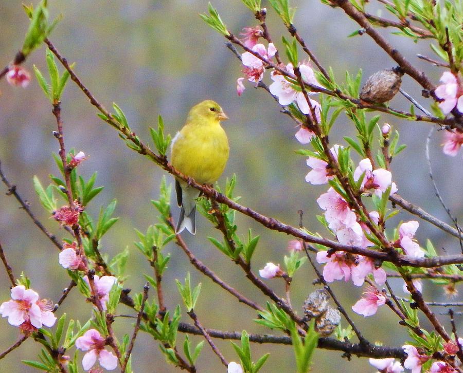 Gold Finch in the Peach Tree Photograph by Judy Genovese