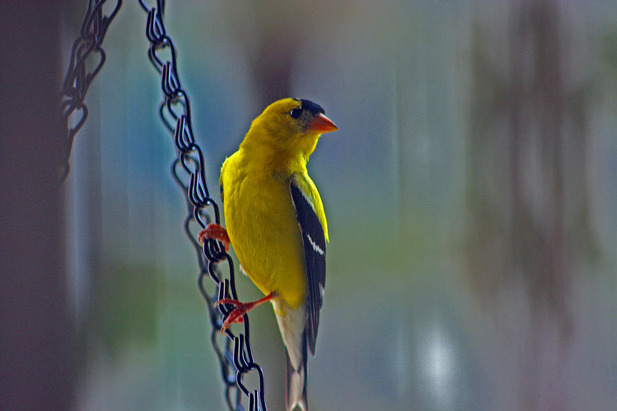 Gold Finch on a chain Photograph by Andy Lawless