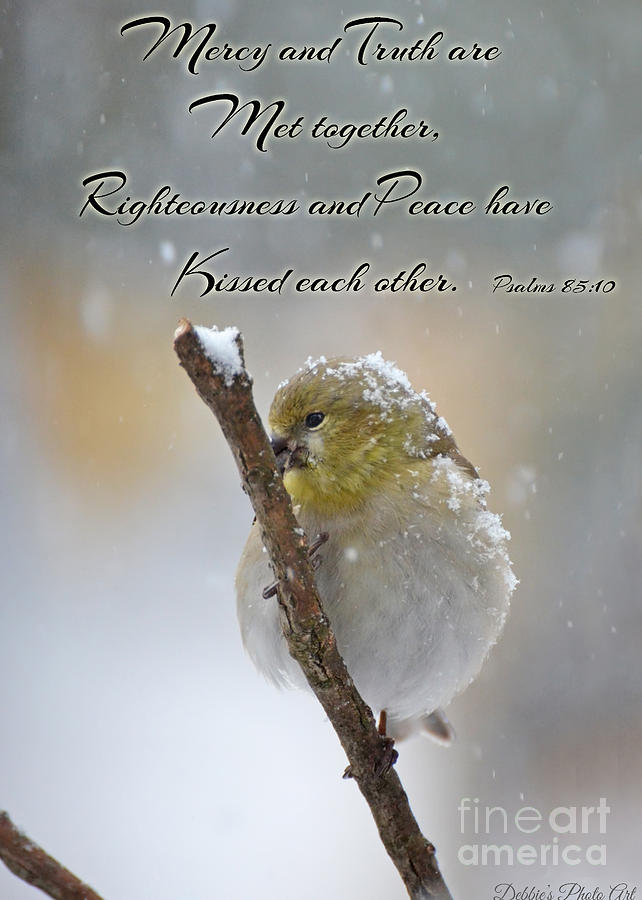 Gold Finch on a Snowy Twig with verse Photograph by Debbie Portwood