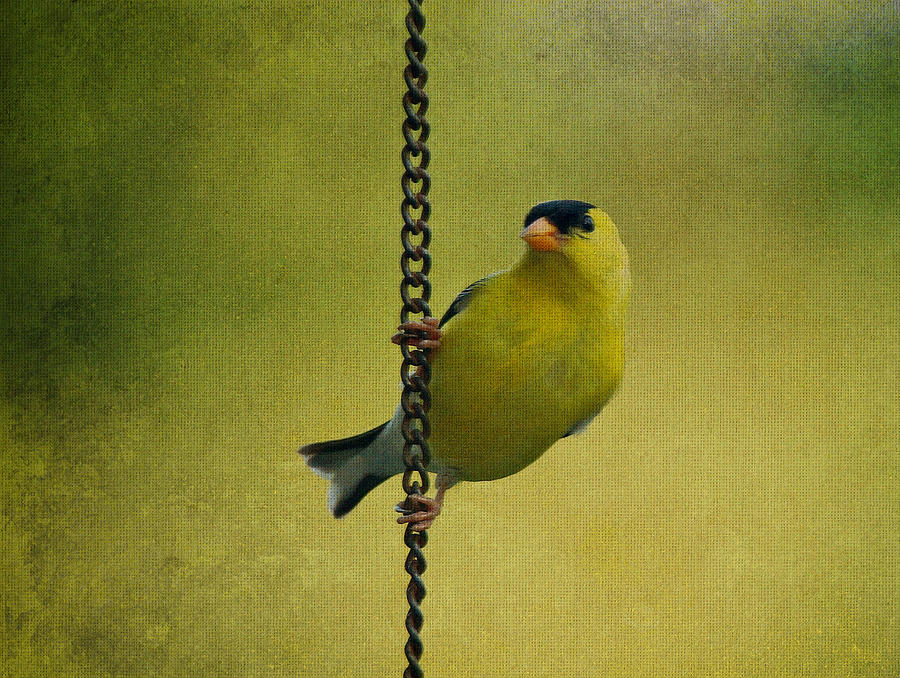 Goldfinch on Chain Photograph by Sandy Keeton