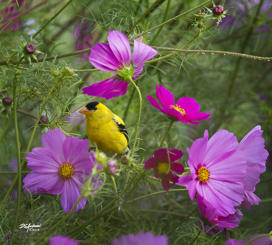 Gold finch on Cosmos Photograph by Don Anderson