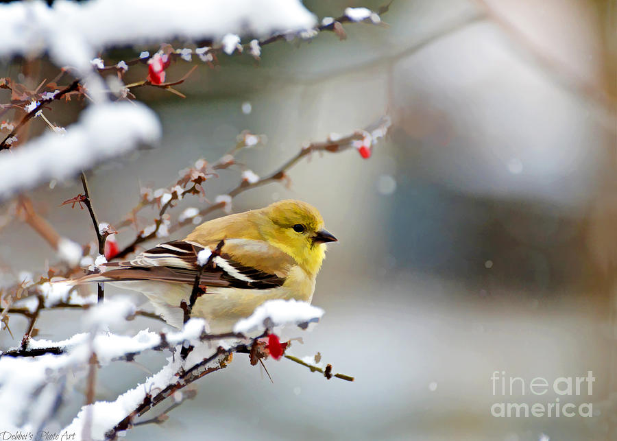 Gold Finch on Snowberry Bush - Digital Paint Photograph by Debbie Portwood