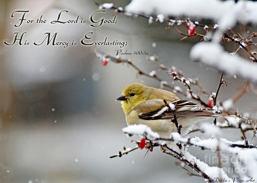 Gold Finch on Snowberry bush with Verse Photograph by Debbie Portwood