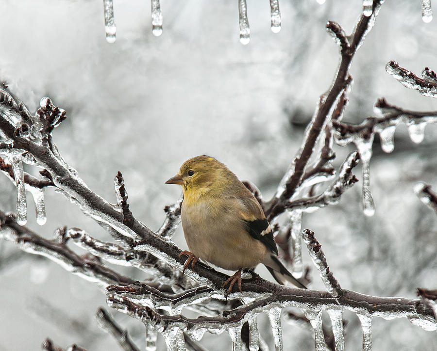 Gold Finch with Icicles Photograph by Lara Ellis
