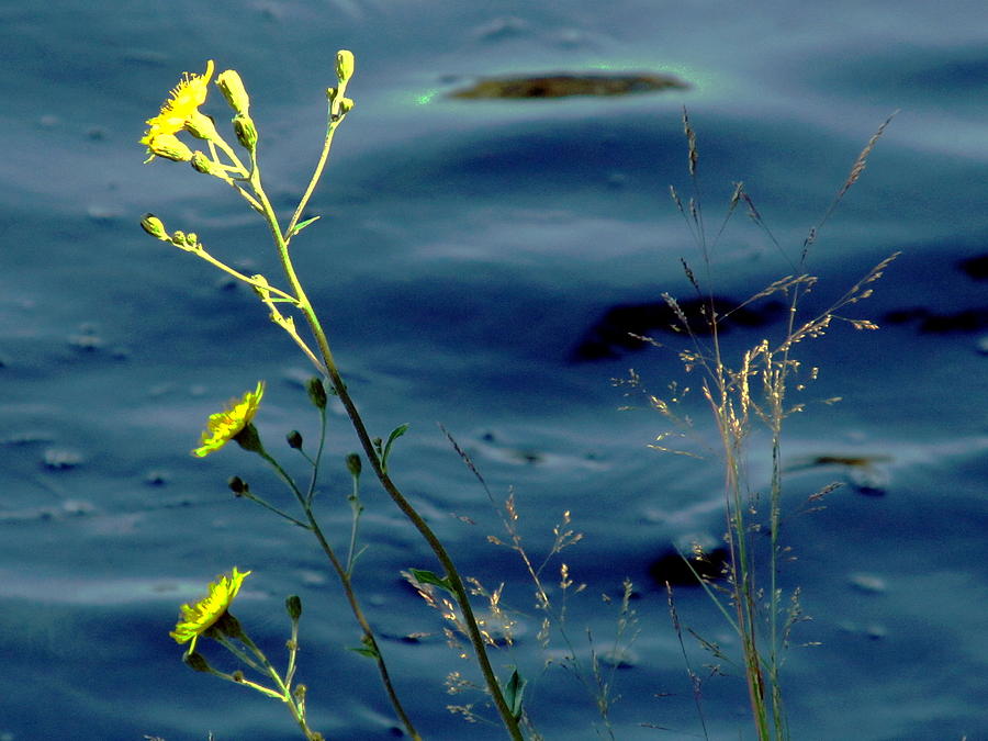 Gold Flowers and Pond Grass Photograph by Loretta Pokorny