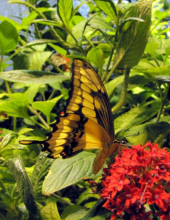 Gold Giant Swallowtail Photograph by Jennifer Wheatley Wolf