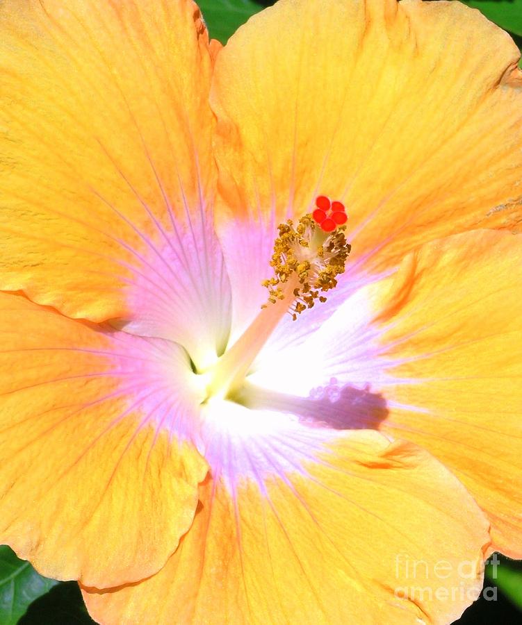 Gold Hibiscus Photograph by Mary Deal