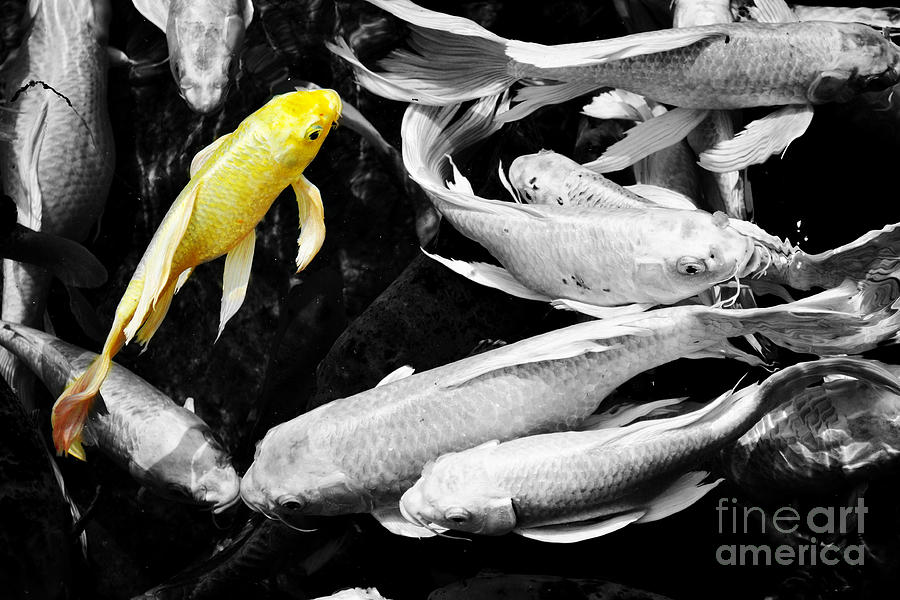 gold koi fish Cyprinus Carpio Photograph by Apichart Meesri