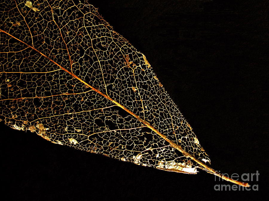 Fall Photograph - Gold Leaf by Ann Horn