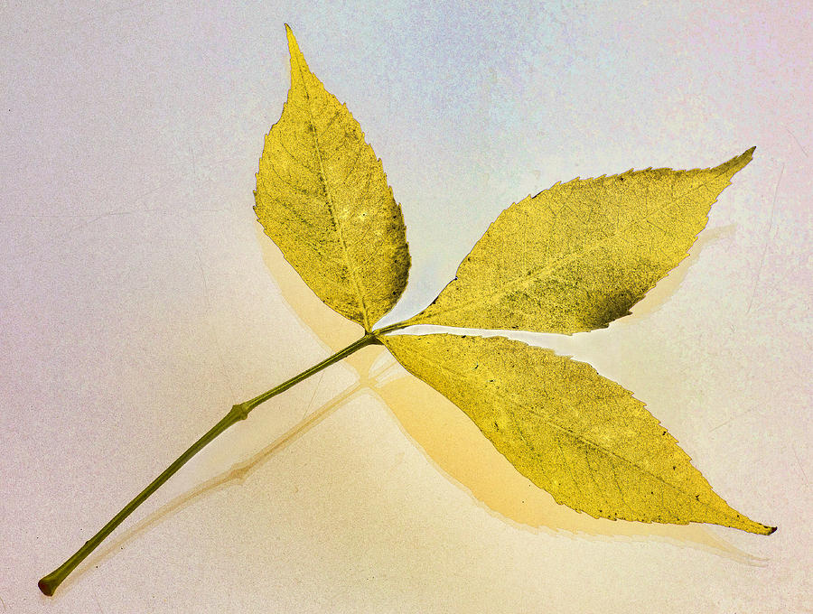Gold Leaf Photograph by Jerry Nettik