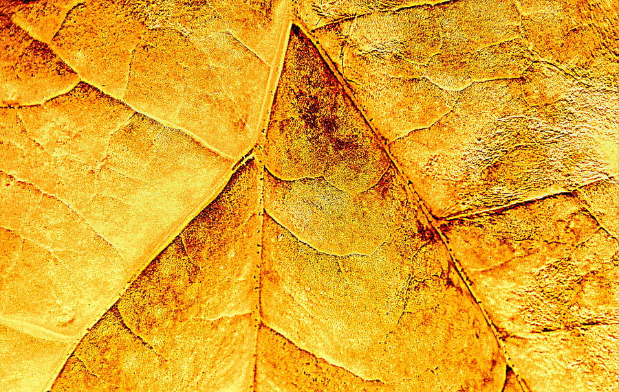 Gold Leaf Photograph by Kathy Bassett