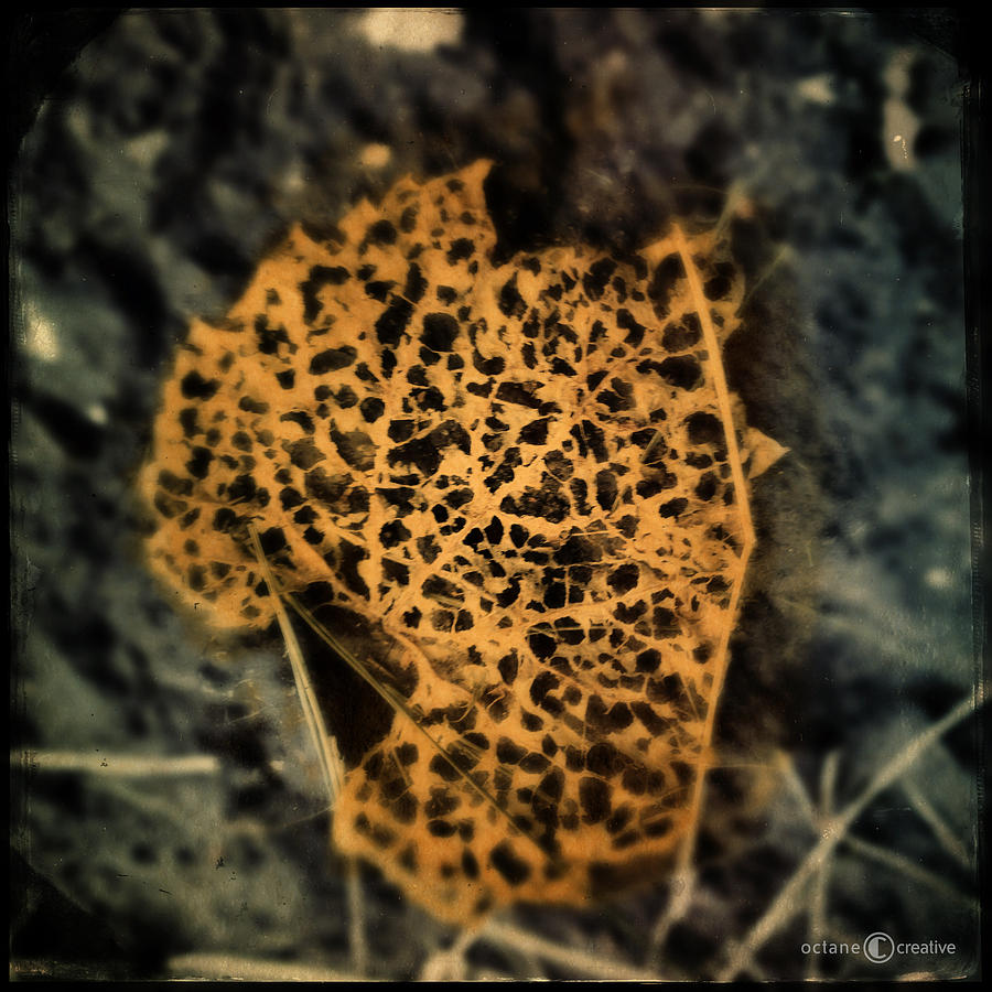 Gold Leaf Photograph by Tim Nyberg