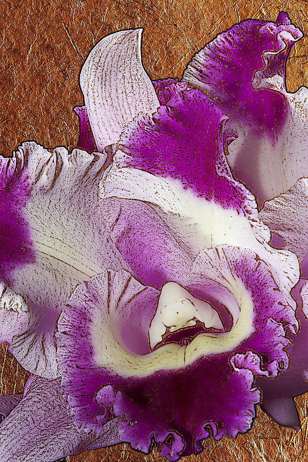 Gold Leaf Touched Purple Orchid Photograph by Phyllis Denton
