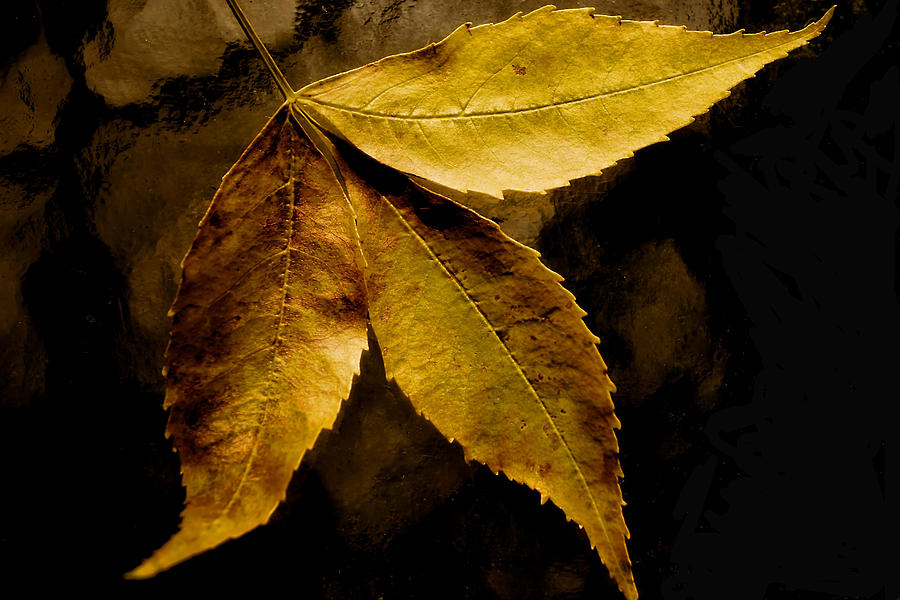 Gold Leaves 2013 by Beth Akerman