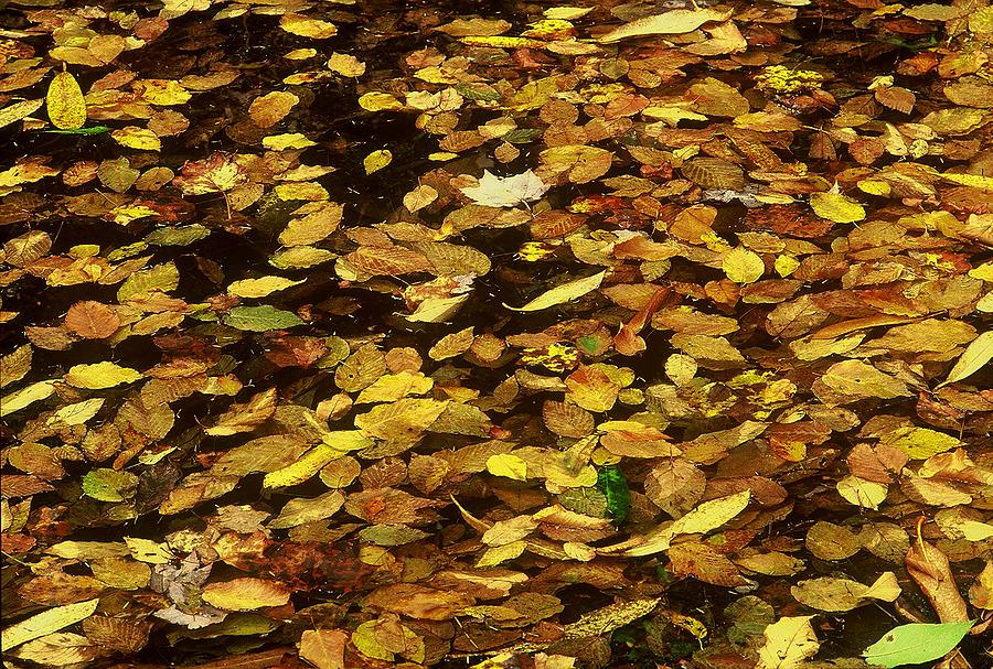 Gold Leaves Floating On Water Photograph by Rodney Lee Williams