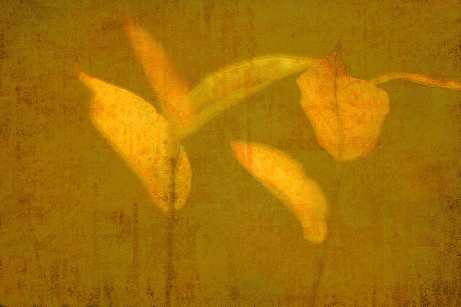 Gold Leaves Photograph by Suzanne Powers