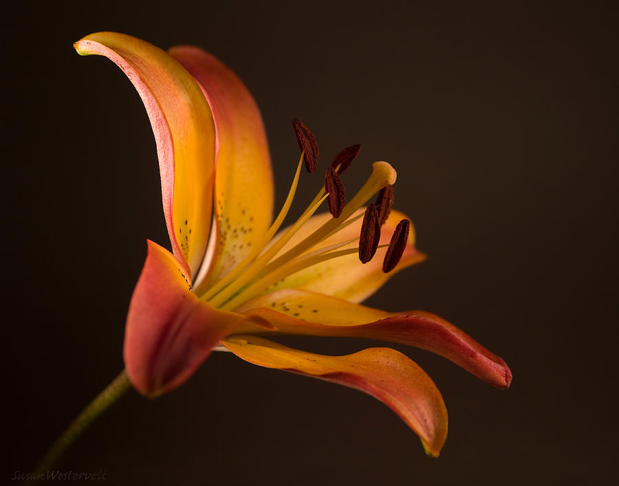 Gold Lily Photograph by Susan Westervelt - Fine Art America