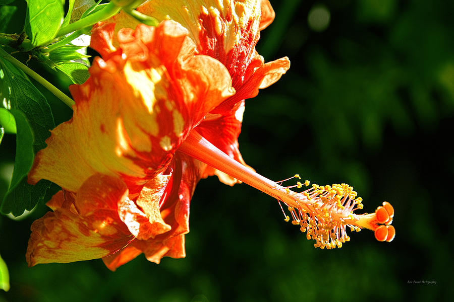 Flower Photograph - Gold Mine Hibiscus by Aloha Art
