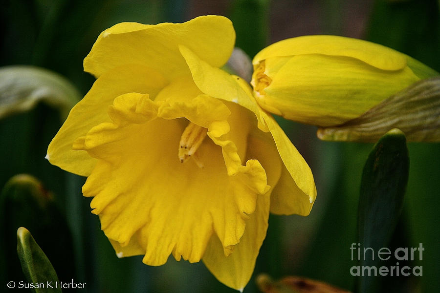 Gold Narcissus Photograph by Susan Herber