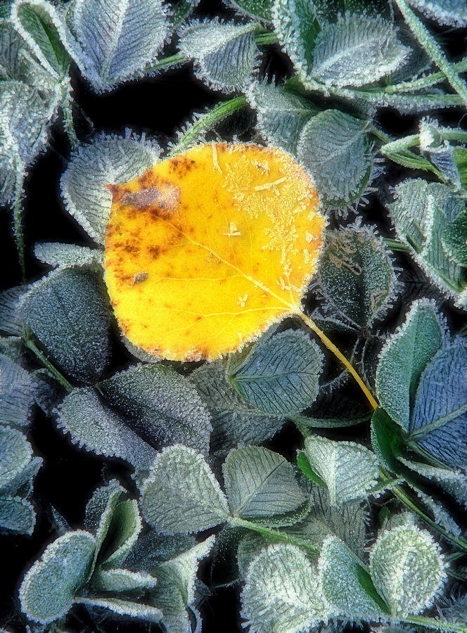 First Frost Photograph - Gold On Green by Bill Morgenstern First Frost Photograph - Gold On Green by Bill Morgenstern