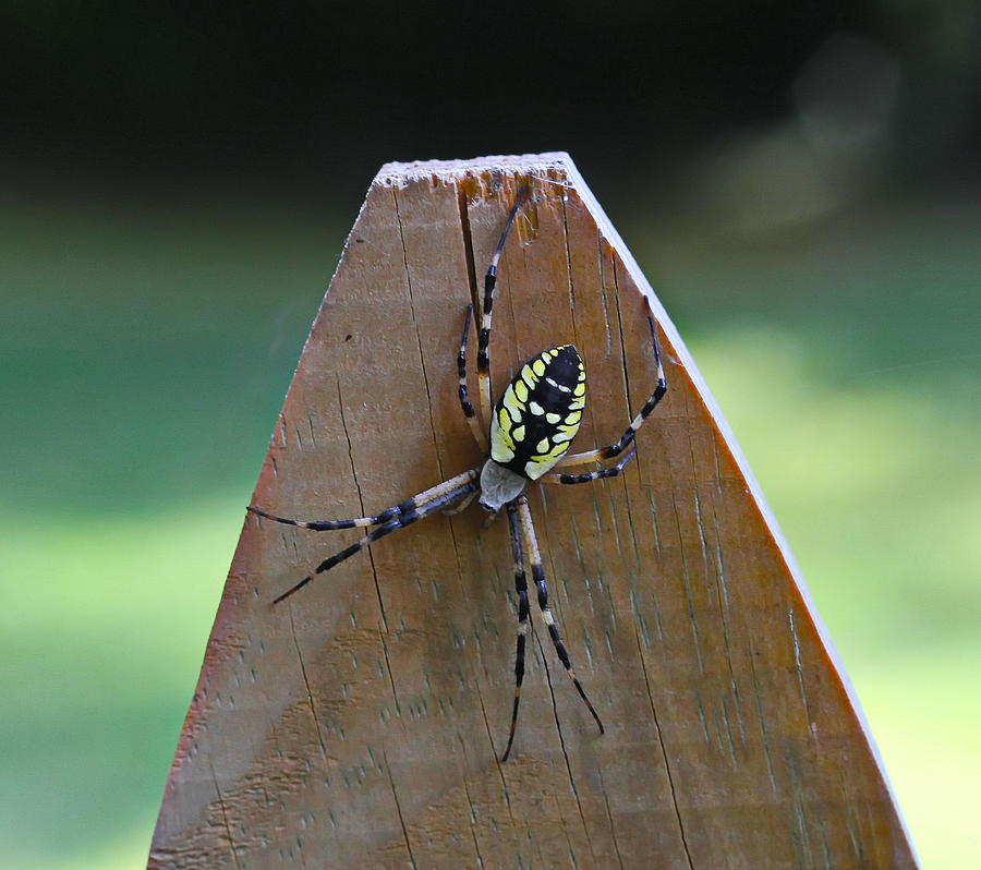 Spider Photograph - Gold Orb Weaver on Post by Cathy Lindsey
