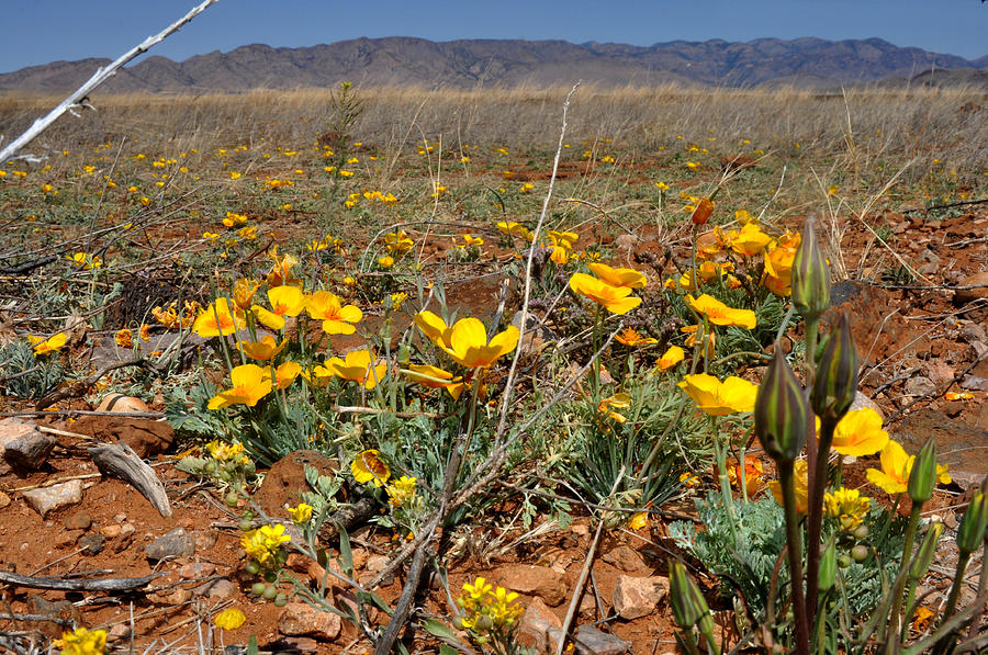 Gold poppies near the Chiricahua Mountains Photograph by Diane Lent
