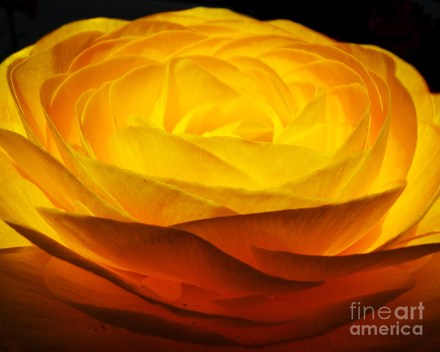 Gold Ranunculus Flower Photograph by Kristen Fox