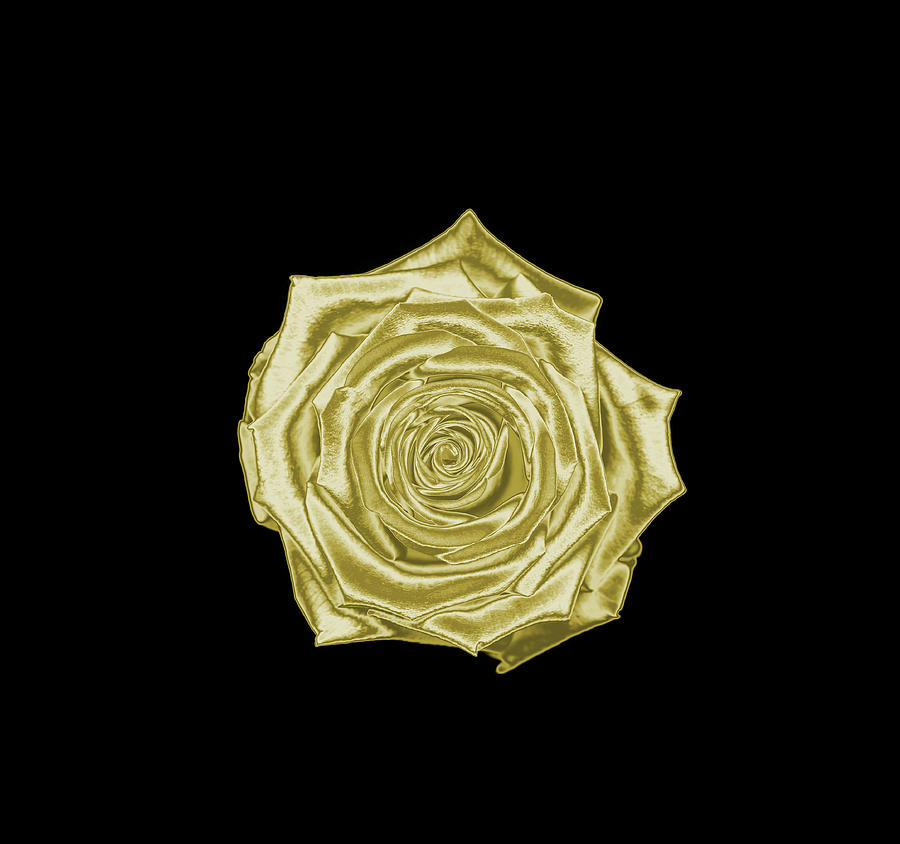 Gold Rose On A Black Background by Mike Hill