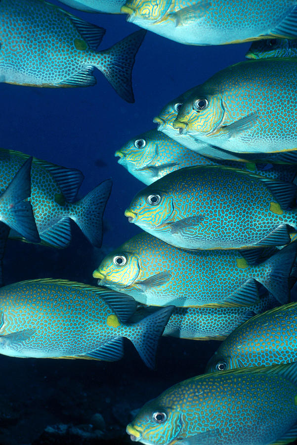 Gold Saddle Spotted Rabbitfish Photograph by Andrew J. Martinez