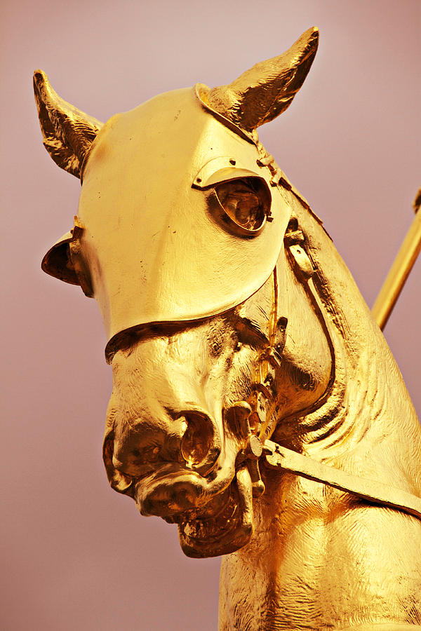 Gold Shielded Head Photograph by Alice Gipson