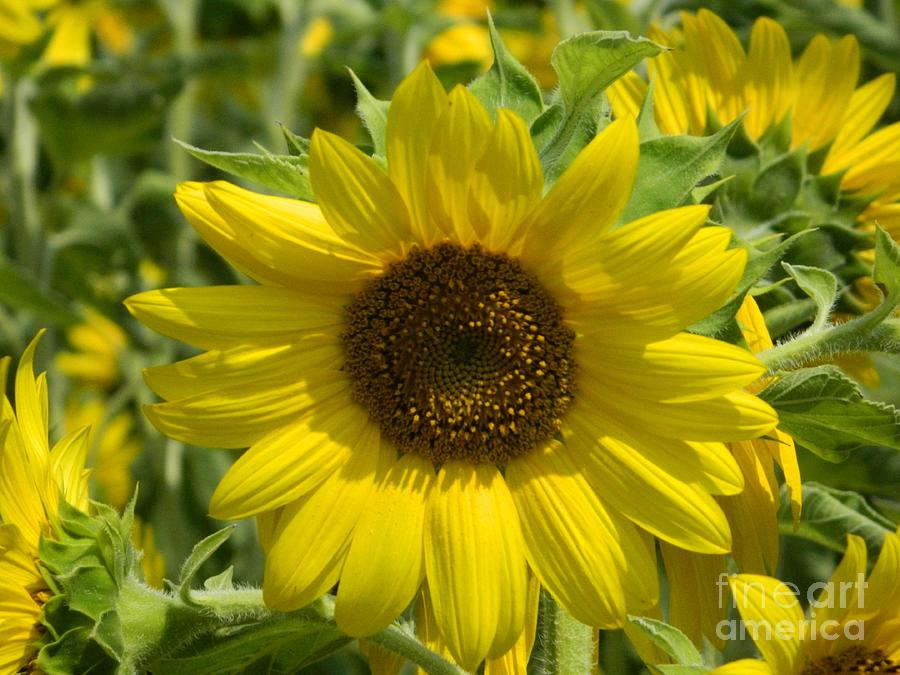Gold Sunflower Glory Photograph by Nancy Spirakus