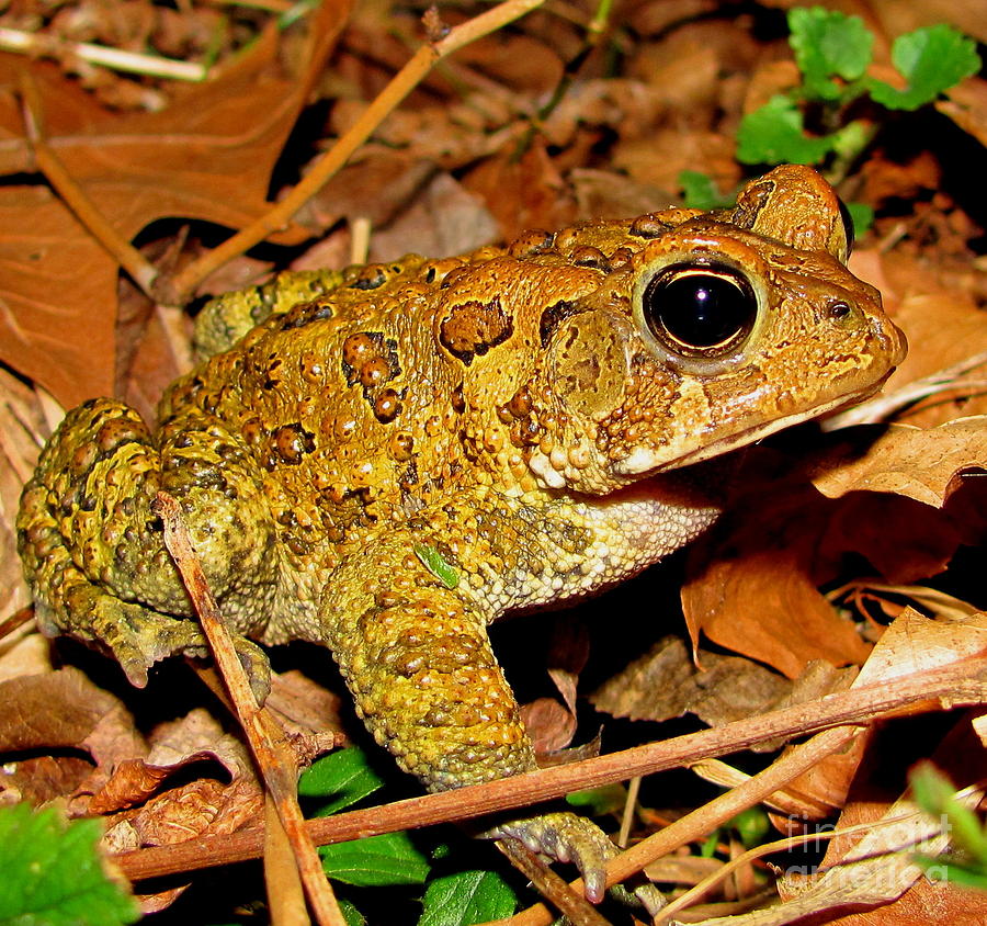 Gold Toad Photograph