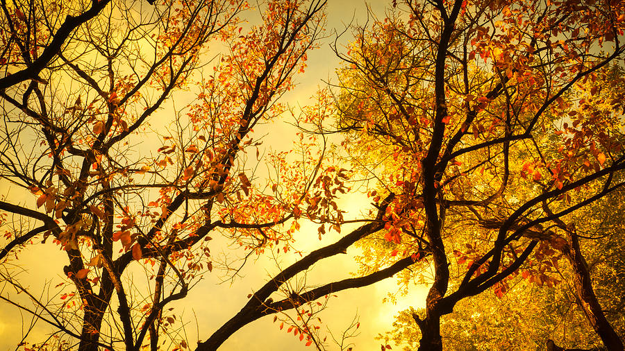 Gold Trees Paint Photograph