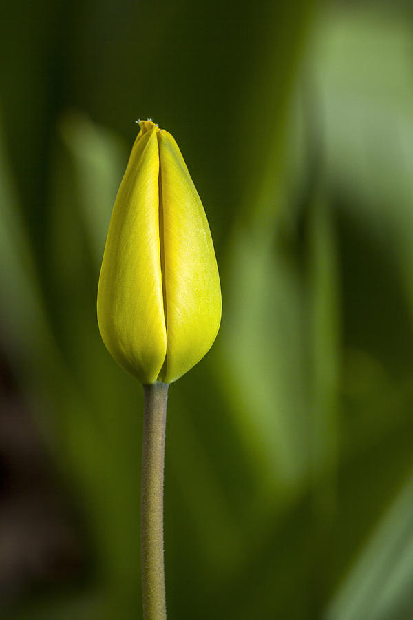 Gold Tulip Bud Photograph by Albert Seger