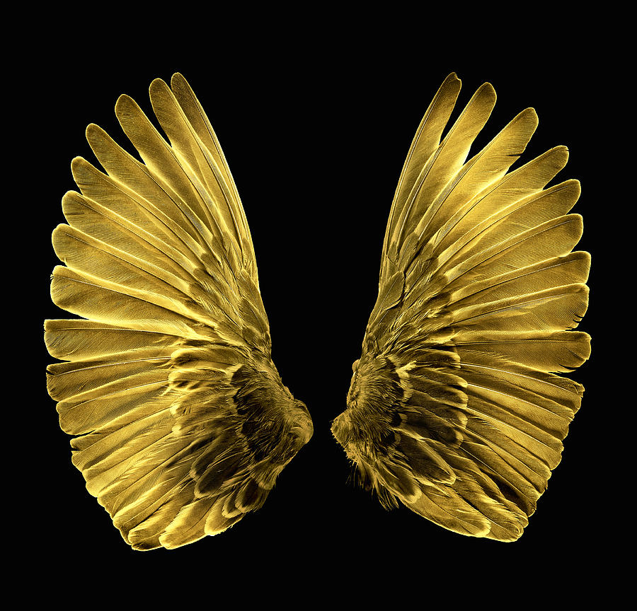 Gold Wings Photograph by Annabelle Breakey