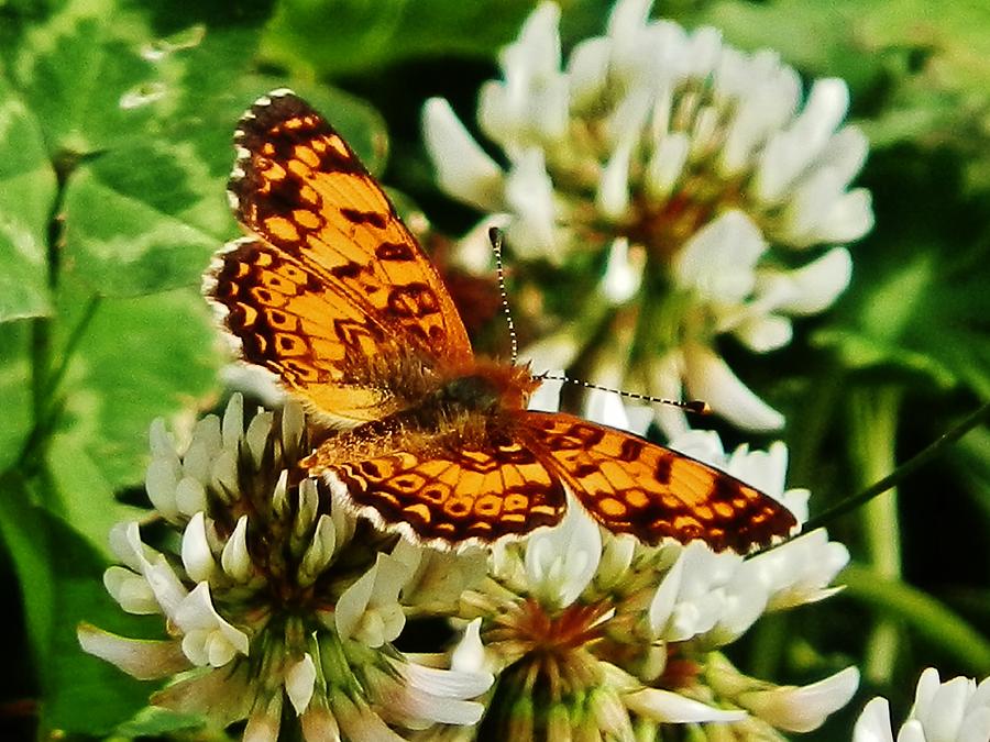 Gold Wings on Clover Photograph by VLee Watson