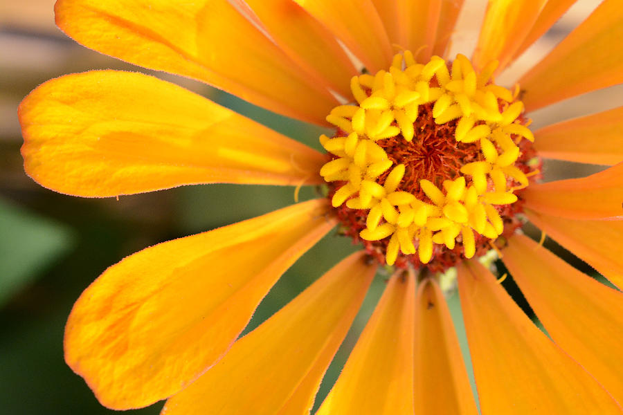 Golden Orange Zinnia  Photograph by Jeanne May