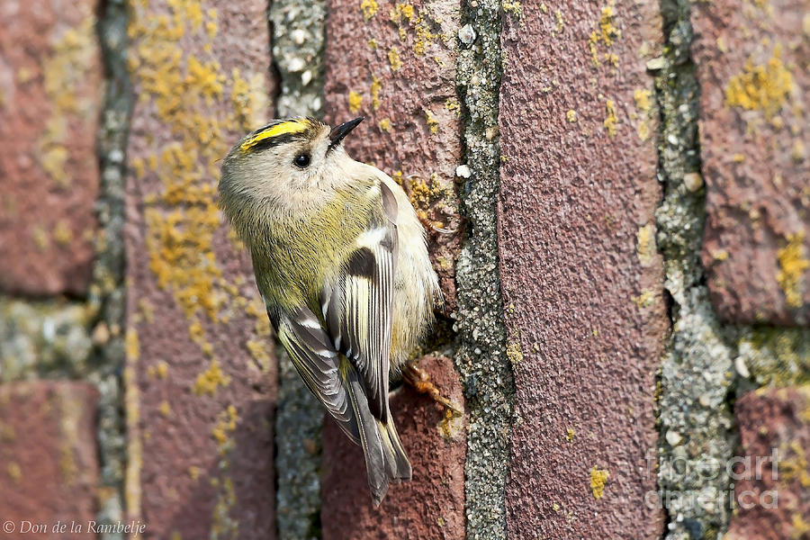 Bird Photograph - Goldcrest by Don De la Rambelje